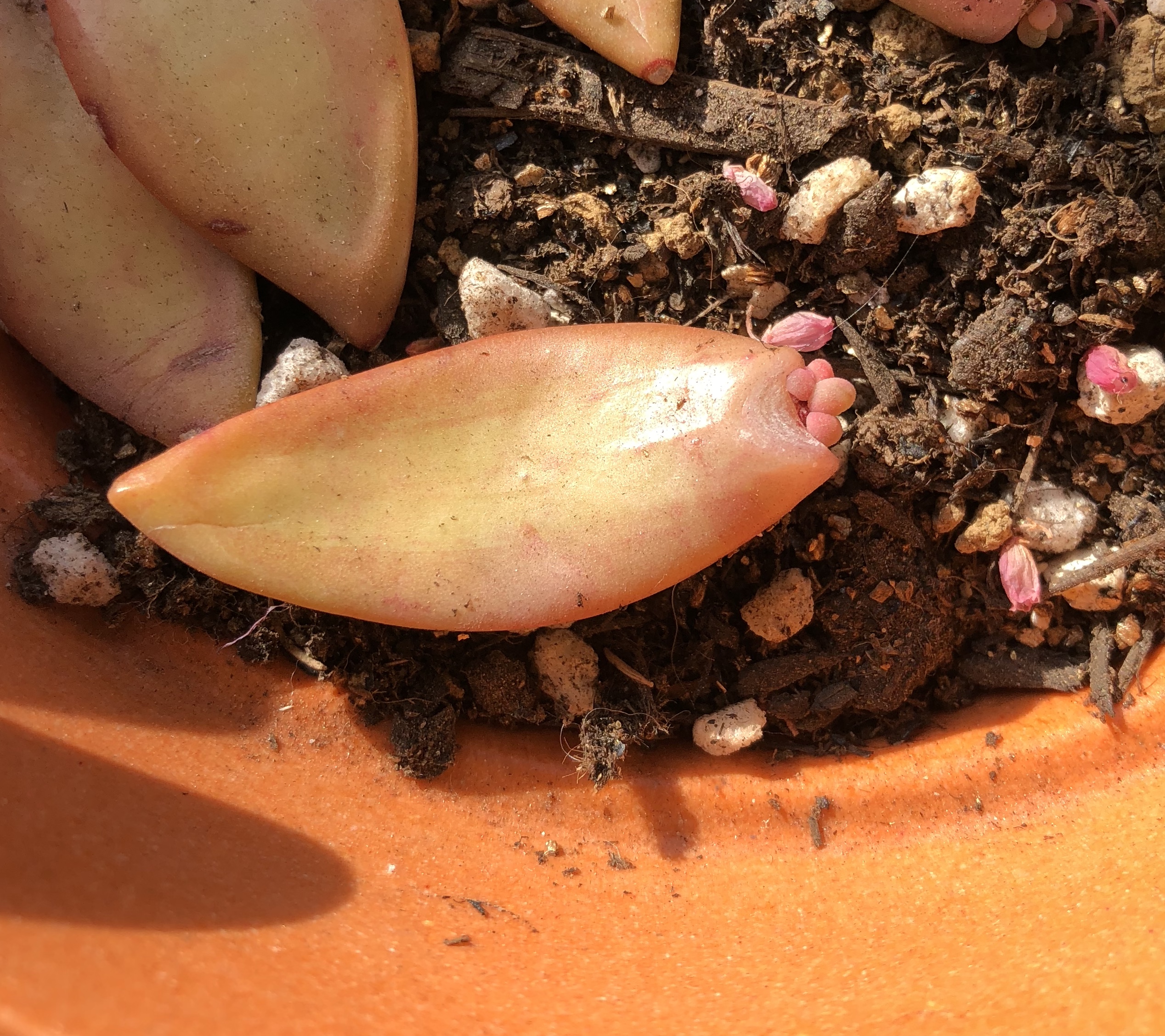 吉森家の植物 吉森家の植物