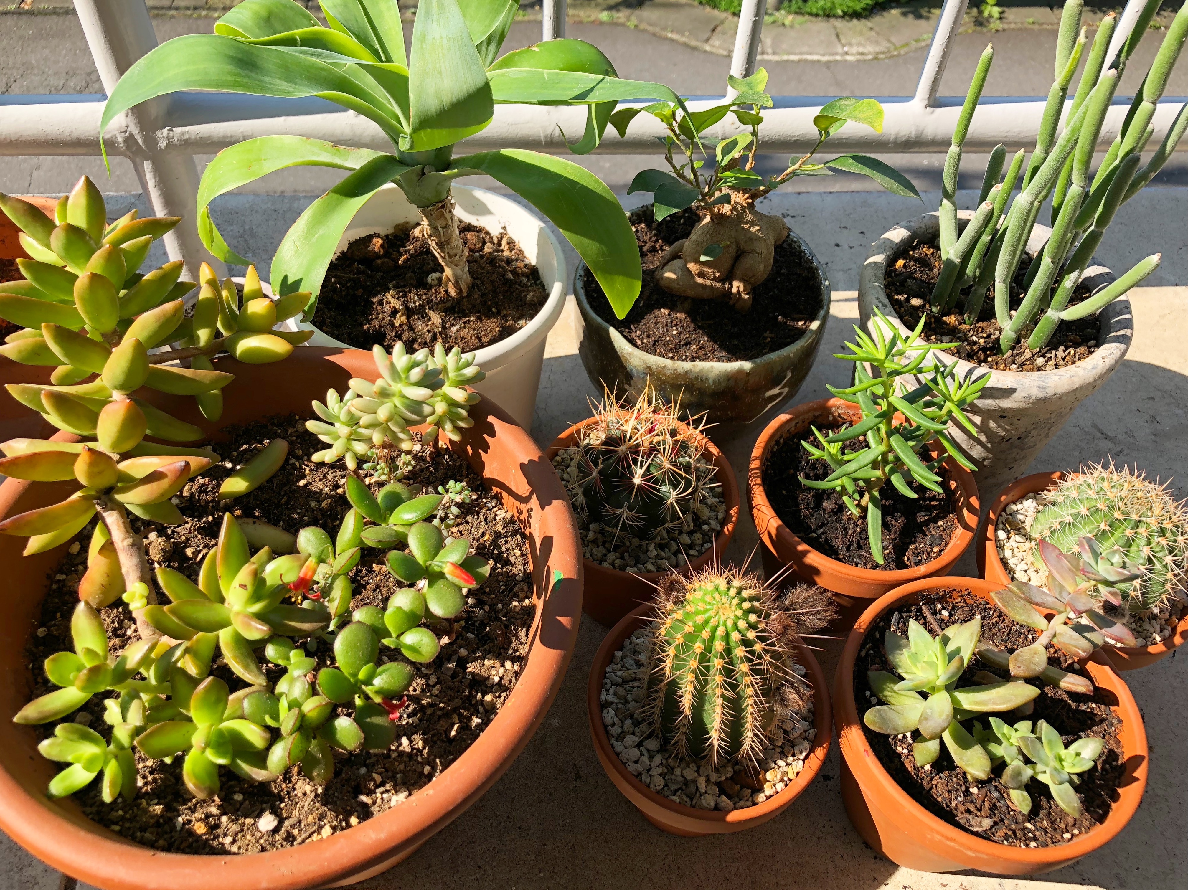 だいちゃんの植物 だいちゃんの植物